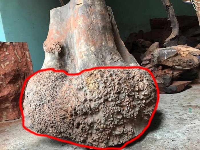 gỗ Nu Hương là gỗ gì